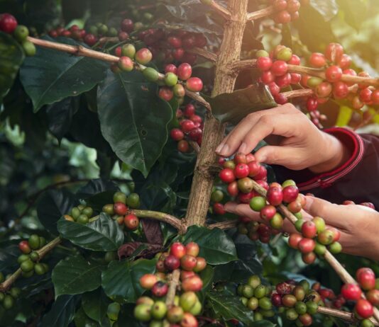 Is Coffee Healthy? Coffee Drinkers Will Love This Hands picking coffee beans from a coffee plant