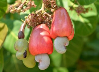 Love Cashews but Puzzled Over Health Benefits? Close up of two cashew fruits and nuts hanging from a cashew tree