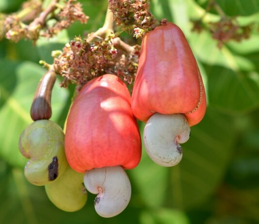 Love Cashews but Puzzled Over Health Benefits? Close up of two cashew fruits and nuts hanging from a cashew tree