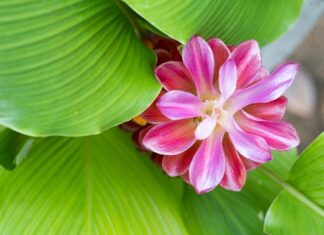 Grow Turmeric Indoors – It’s Easy and Healthful close up of pink and white turmeric flower