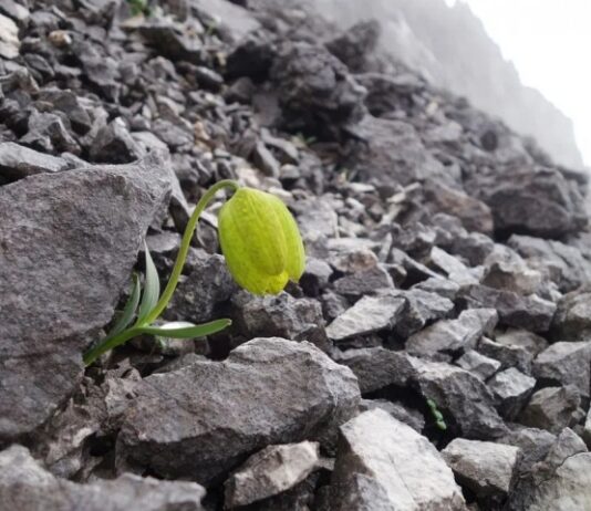 Study Shows Medicinal Plants Are Hiding – From Us A small plant grows by itself in an otherwise, barren, rocky environment