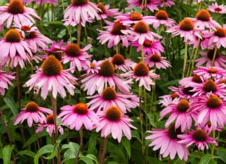 Immune Boosting Echinacea Plant Close up of wild echinacea plants in bloom with purple and pink flowers