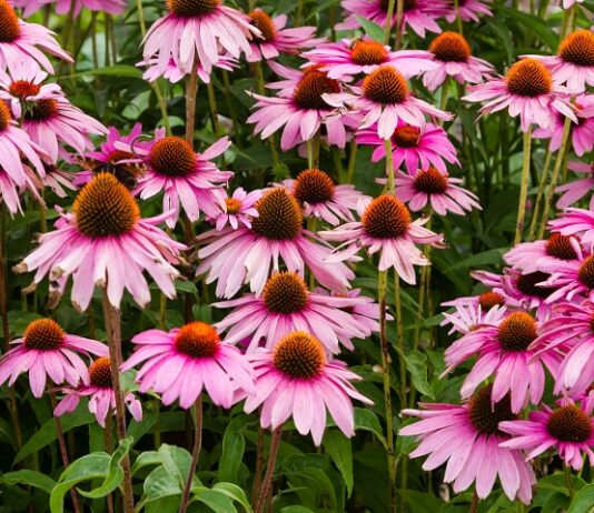 Immune Boosting Echinacea Plant Close up of wild echinacea plants in bloom with purple and pink flowers