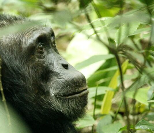 Chimpanzees Choose Medicinal Plants That May Help Humans Close up of chimp looking intently at plants