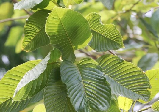 Kratom: Medicinal Plant or Dangerous Opioid? Close up of a wild kratom plant with its big veined leaves