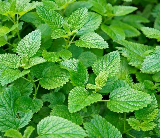 Lemon Balm: Make Room for It Closeup of healthy green lemon balms leaves shaped like arrowheads