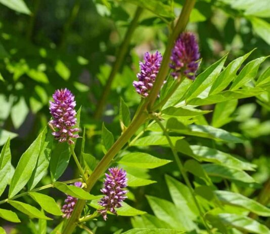 China Recommends Licorice Against COVID-19 Close up of licorice herb featuring its brush-like purple blooms