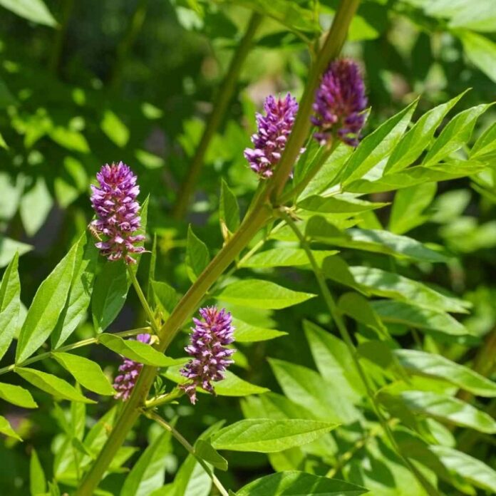 Licorice Herb Close up of licorice herb featuring its brush-like purple blooms