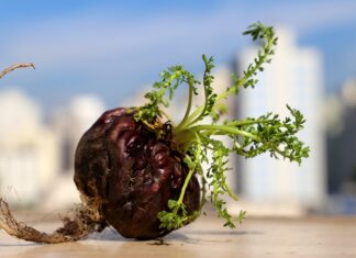Maca Maca Maca: It’s OK to Be a Believer Close up of freshly picked maca root with vegetative growth