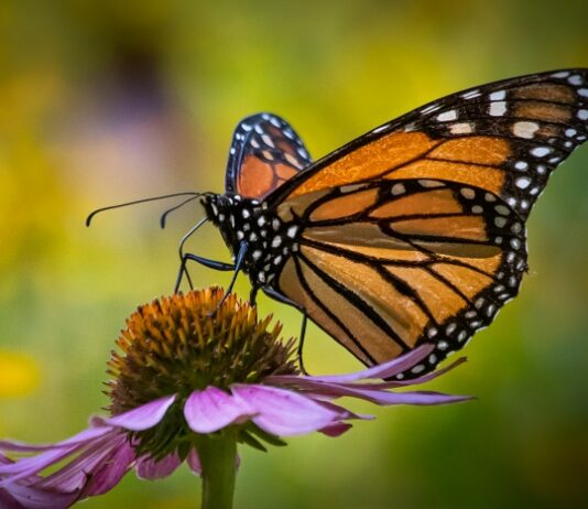 Monarch Butterflies Use Medicinal Plants for Health Benefits Close up of monarch butterfly perched on a purple thistle plant