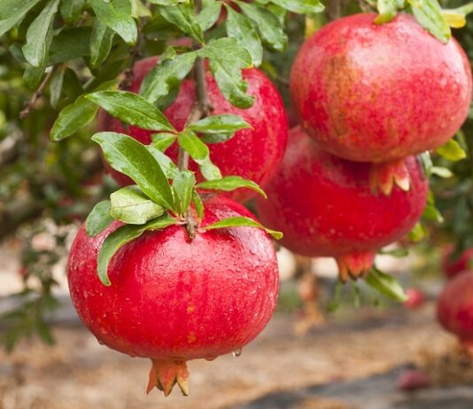 Grow a Pomegranate Tree? Oh, Yeah Close up of red ripe pomegranates hanging from a limb