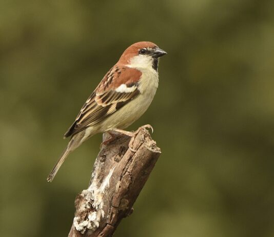 The Secret Lives of Sparrows Include Medicinal Plants Close up of a sparrow perched on a stick