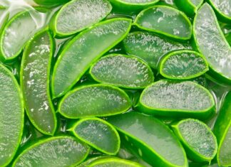 Aloe Vera: Receives a Lot of Love, but Does it Really Do Anything? Super close up of cut aloe vera slices showing juicy gel