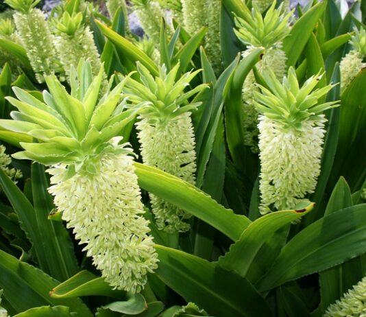 Can Medicinal Plants Regenerate Bone Tissue? Close up of pineapple-shaped flowers of the autumn pineapple flower plant