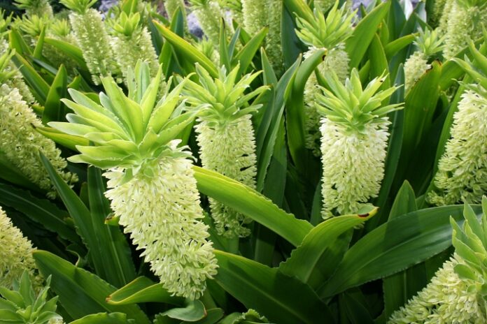 Autumn Pineapple Flower Plant Close up of pineapple-shaped flowers of the autumn pineapple flower plant