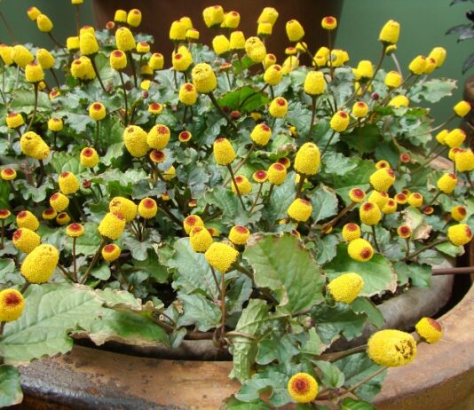 Toothache Plant: 10 Guesses What It’s Used For Toothache plant featuring yellow blooms with red centers growing in a container