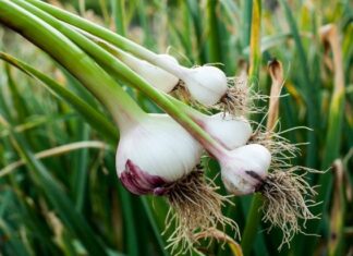 Homegrown Garlic: Packed With Health Benefits Freshly picked garlic bulbs with stems