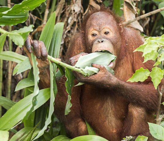 Orangutans Self-Medicate With Dracaena Orangutan sitting in rain forest chewing a plant leaf