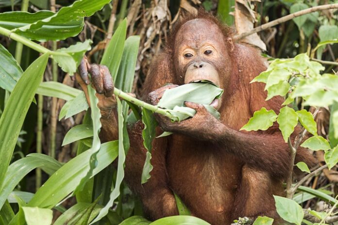 Orangutan Self-Medicating? Orangutan sitting in rain forest chewing a plant leaf