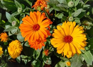 Calendula: Colorful Petals Are Also Edible Close up of orange and yellow daisy-like calendula flowers