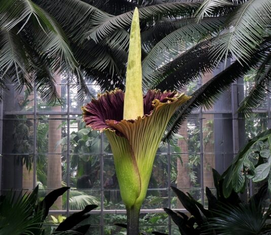 Rare Corpse Flowers Have Killer Following Giant 9-foot corpse flower in full bloom at a botanical garden