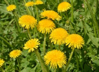 Dandelion: A Seedy Weed or Medicine You Need? Bunch of yellow dandelion blooms against green vegetative backdrop