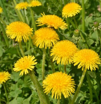 Dandelion: A Seedy Weed or Medicine You Need? Bunch of yellow dandelion blooms against green vegetative backdrop