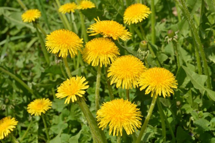 Bunch of yellow dandelion blooms against green vegetative backdrop