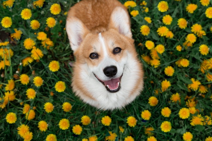 Happy Corgi dog sitting in patch of dandelions