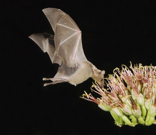 Bats Buy Into Jatoba’s ‘Sweet Rain’ – Help Pollinate Nectar bat lapping nectar from Jatoba flower at night