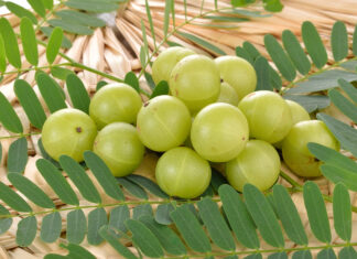 Indian Gooseberry: Superfood With Super Results in Studies Close up of a bunch of golf ball sized green Indian gooseberries