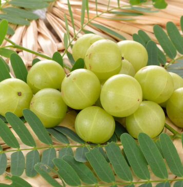 Indian Gooseberry: Superfood With Super Results in Studies Close up of a bunch of golf ball sized green Indian gooseberries