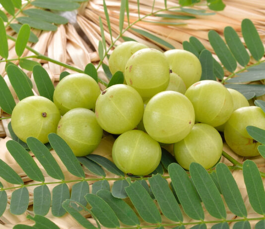 Indian Gooseberry: Superfood With Super Results in Studies Close up of a bunch of golf ball sized green Indian gooseberries