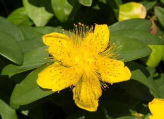 St. John’s Wort: Funny Name, Serious Benefits Close up of bright yellow St. John's wort flower loaded with stamens