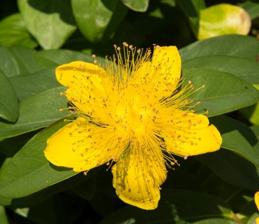 St. John’s Wort: Funny Name, Serious Benefits Close up of bright yellow St. John's wort flower loaded with stamens