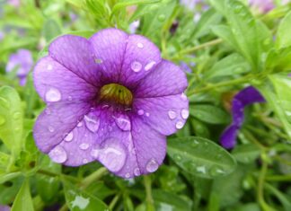 Bacopa Monnieri: Can It Help With Alzheimer’s? Close up of purple Bacopa flower