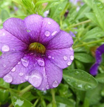 Bacopa Monnieri: Can It Help With Alzheimer’s? Close up of purple Bacopa flower