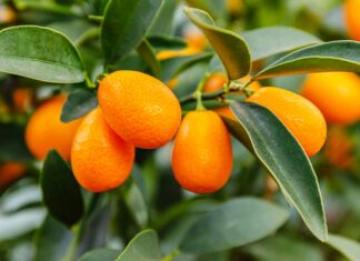 Kumquat Anyone? Kumquat? Close up of ripe orange kumquats hanging from a branch