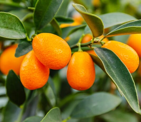Kumquat Anyone? Kumquat? Close up of ripe orange kumquats hanging from a branch