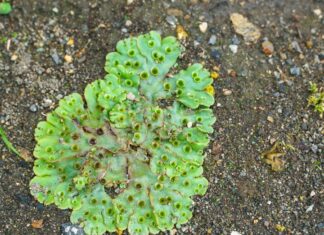 Liverwort – Even Better Than CBD? Close up of mossy green liverwort growing in rocky environment