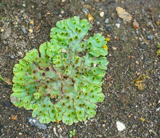Liverwort – Even Better Than CBD? Close up of mossy green liverwort growing in rocky environment