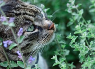 Catnip May Be the Purrrfect Safe Insecticide Close up of tabby cat hiding in a clump of blooming catnip plants