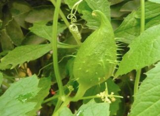 Achocha Is One Wild Cucumber You Will Love Close up of a lime green achocha fruit growing on the vine.