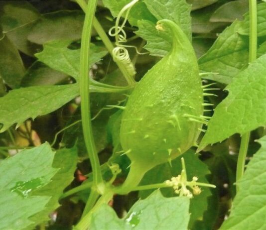 Achocha Is One Wild Cucumber You Will Love Close up of a lime green achocha fruit growing on the vine.