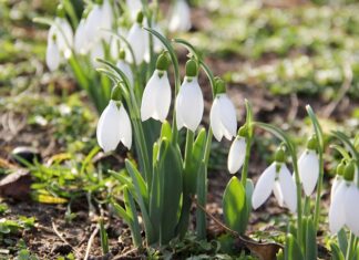 Thanks to Facebook, New Plant Discovered – May Help With Alzheimer’s A clump of wild snowdrop plants with white droopy blooms attached to bright green vegetation