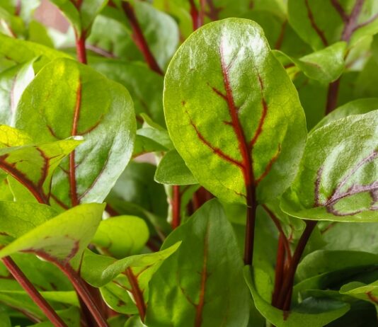 Red Veined Sorrel: Leafy Beauty Close up of the red veins in a red veined sorrel plant