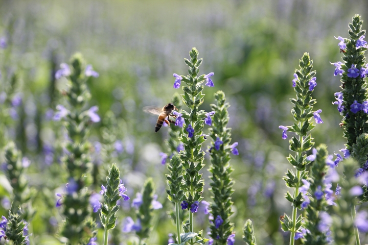 Pretty purple chia flowers on long upright stalks