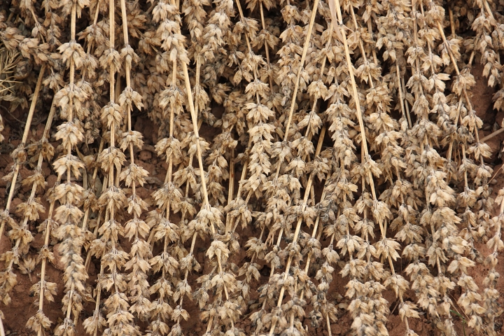 Brown and brittle chia flower stocks