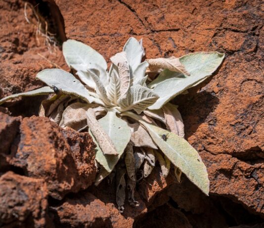 Mulling Over Mullein? Find Something to Love About It Weedy looking mullein plant growing between red rocks