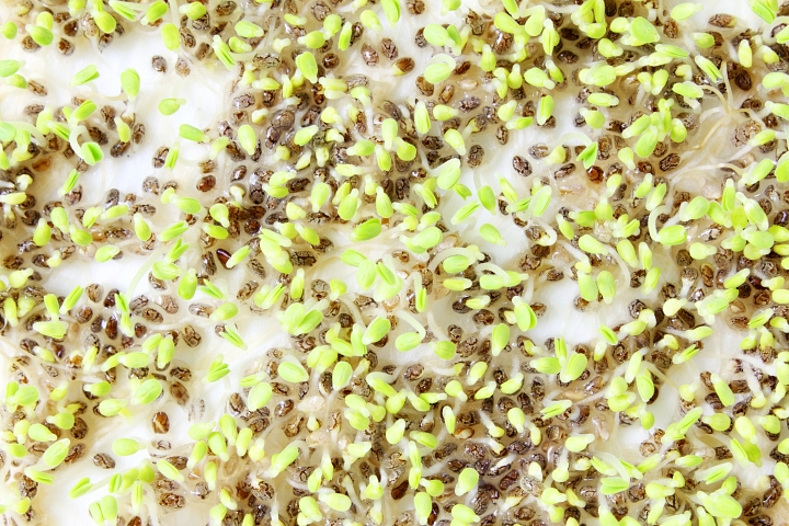Hundreds of recently sprouted chia seeds